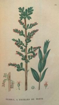 Myrtle-Leaved-Sumach - Coriaria myrtifolia - Кориария миртолистная